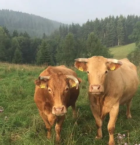 Lenneplaetze 3* Winterberg